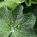 Lady's Mantle botanical