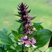 Licorice Root botanical