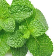 Peppermint leaf botanical