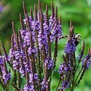 Blue Vervain botanical